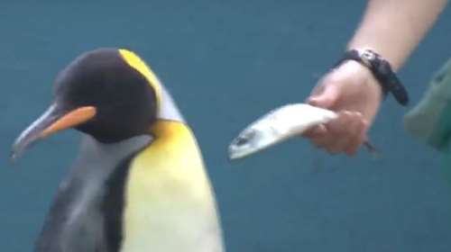 Ιαπωνία: "Επαναστάτησαν" οι πιγκουίνοι - Σνομπάρουν τις φτηνότερες τροφές που αγοράζει το ενυδρείο λόγω πληθωρισμού