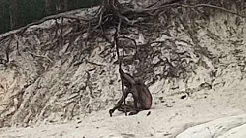 Ο &quot;λυκάνθρωπος&quot; του δάσους της Σαξονίας - Ποιος είναι ο γυμνός άνδρας που το σώμα του είναι καλυμμένο με τρίχες