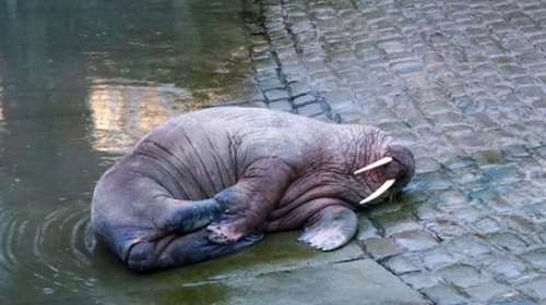 Απίθανοι Άγγλοι: Ακύρωσαν το σόου πυροτεχνημάτων για να μην τρομάξει ο Θορ [βίντεο]