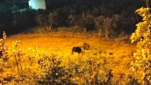 Απίστευτο: Τα αγριογούρουνα έφτασαν στις αυλές των σπιτιών στη Φθιώτιδα [Βίντεο]