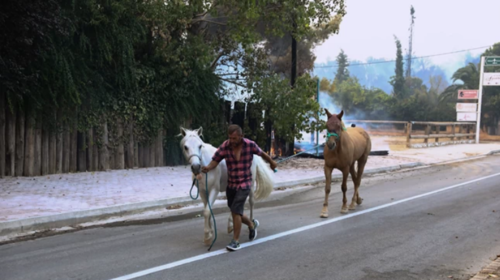 Βαρυμπόμπη: Καρέ - καρέ η δραματική διάσωση 250 αλόγων μέσα από τις φλόγες [εικόνες]