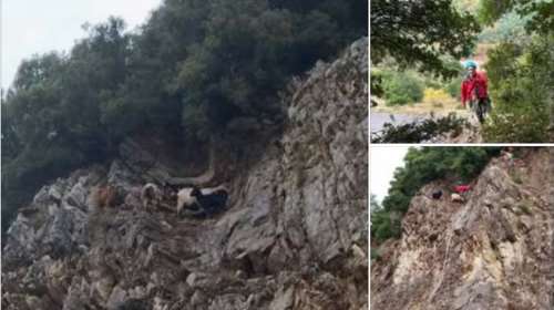 Μεγάλη επιχείρηση διάσωσης για κατσίκες που είχαν εγκλωβιστεί σε βράχια