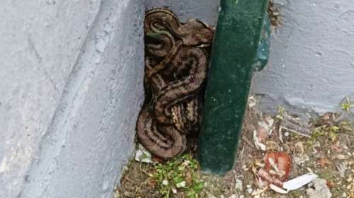 Τρόμος στα Πατήσια: Φίδι εντοπίστηκε σε προαύλιο σχολείου [εικόνες]