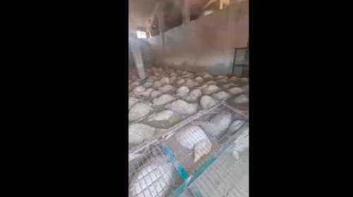 Θεσσαλία: Κτηνοτρόφος αντικρίζει με απόγνωση τα πνιγμένα πρόβατά του - &quot;Είναι το τέλος μας αυτό&quot; - Προσοχή, σκληρές εικόνες [Βίντεο]