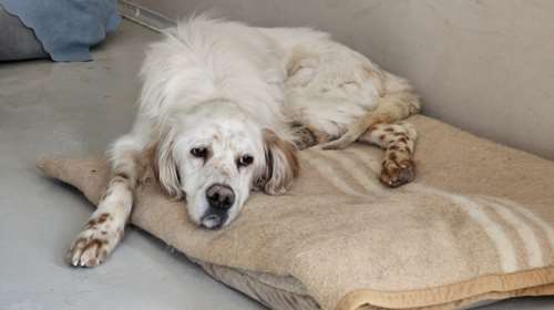 Ένα πράγμα που οι σκύλοι ξέρουν να κάνουν πολύ καλά, είναι να γερνάνε με αξιοπρέπεια