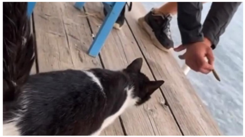 Αιδηψός: Η εξοργιστική πρόφαση του 30χρονου νταή που κλώτσησε το γατί για να αναβληθεί η δίκη - Αφαντοι οι φίλοι του