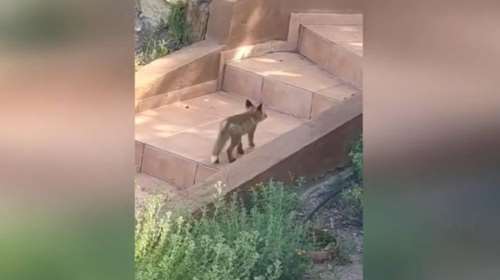 Θεσσαλονίκη: Πανέμορφα αλεπουδάκια άφησαν το δάσος και άρχισαν τα παιχνίδια στην αυλή σπιτιού [βίντεο]