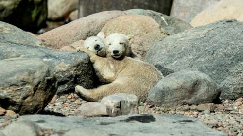 Σιβηρία: Έξαρση γεννήσεων σε ζωολογικό κήπο λόγω της καραντίνας του κορονοϊού