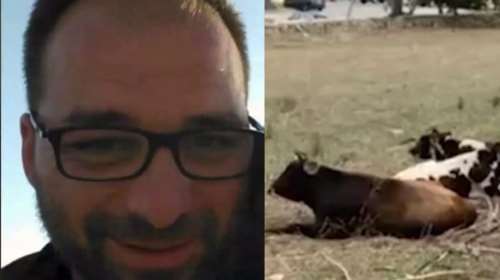 Τραγωδία στη Μύκονο: Πώς ο 39χρονος Μιχάλης έχασε τη ζωή του όταν έπεσε πάνω σε κοπάδι με αγελάδες [Βίντεο]