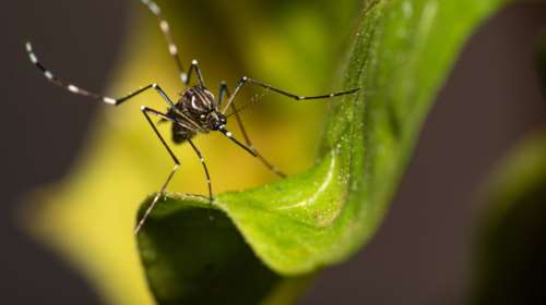 Ιός Δυτικού Νείλου: 27 θάνατοι και 180 τα κρούσματα στην Ελλάδα