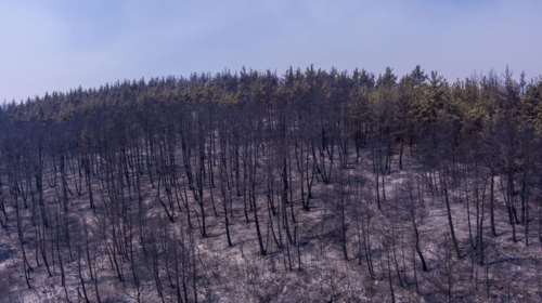 ΥΠΕΝ: Αναστέλλονται οι οικονομικές δραστηριότητες στα καμένα στον Έβρο