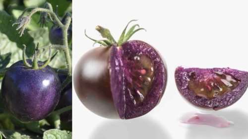Έρχονται οι μωβ ντομάτες: Είναι γενετικά τροποποιημένες με αντιοξειδωτικά που περιέχουν τα super foods [εικόνες]