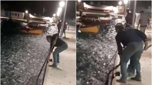 Σπάνιο θέαμα σε Κουφονήσια και Άνδρο: Αναρίθμητες σαρδέλες πηδάνε μόνες τους στη στεριά [βίντεο]