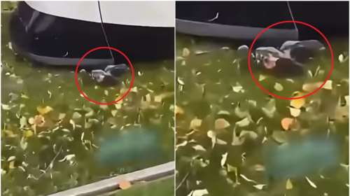 Απίστευτη τύχη για 8χρονο ποδηλάτη: Εγκλωβίστηκε κάτω από τραμ αλλά τον έσωσε το μικρό του ανάστημα [βίντεο]