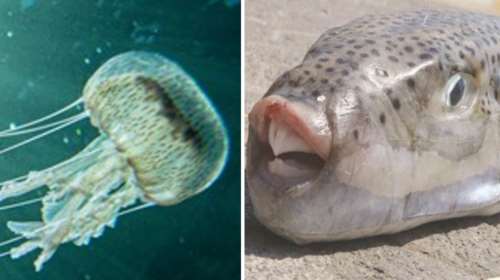 Θαλάσσιος καύσωνας σαρώνει τη Μεσόγειο: Ανησυχία για επέλαση από μπαρακούντα, λαγοκέφαλους και γιγάντιες μέδουσες