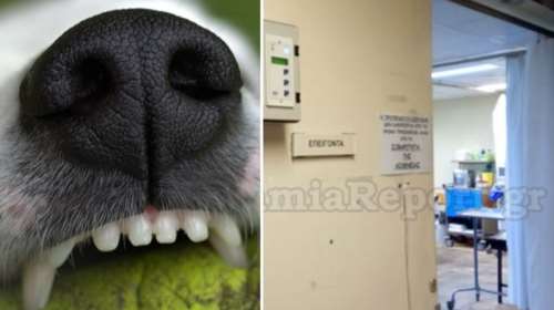 Λαμία: Έβγαλε βόλτα το σκυλάκι του και κατέληξε στα Επείγοντα από επίθεση άλλου σκύλου