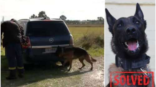 Μεσολόγγι: Echo, ο εκπαιδευμένος σκύλος Κ9 που εντόπισε τη σορό του Μπάμπη - &quot;Καμιά συσκευή δεν είναι σαν τη μύτη του&quot;