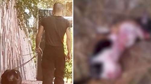 Νέες καταγγελίες για τον ιδιοκτήτη πίτμπουλ που βάζει τον σκύλο του να σκοτώνει γάτες