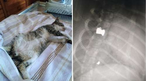 "Ο Bullet δεν πέθανε, αλλά είναι πλέον ανάπηρος": Απάνθρωπος πυροβόλησε γατάκι στα Χανιά [εικόνες]