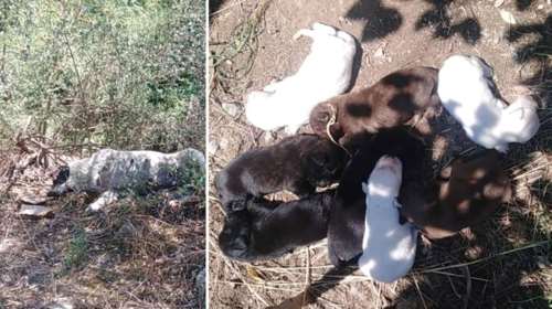 Απίστευτη βαρβαρότητα στη Μαγνησία: Δηλητηρίασαν αδέσποτη σκυλίτσα που μόλις είχε γεννήσει 8 κουτάβια [εικόνες]