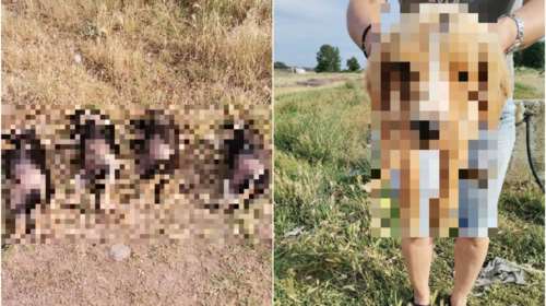 Αποτρόπαιο έγκλημα στην Ξάνθη: Κουτάβια βρέθηκαν νεκρά - Ήταν παρατεταγμένα στη σειρά