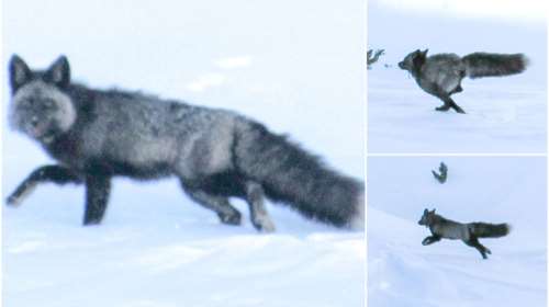 Καλιφόρνια: Επιασαν για πρώτη φορά σπάνια κόκκινη αλεπού - Υπάρχουν λιγότερα από 50 τέτοια ζώα [εικόνες]