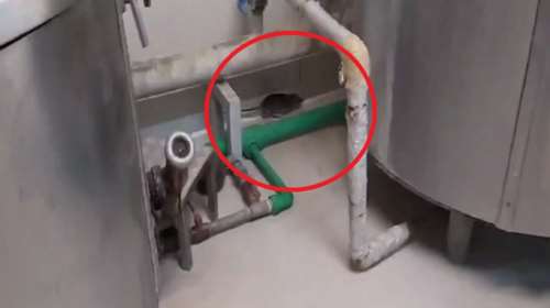 Καταγγελία φοιτητών στο ΑΠΘ: Ποντίκια κόβουν βόλτες στην κουζίνα της Λέσχης [βίντεο]