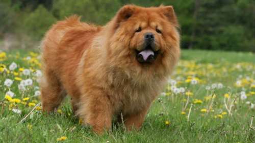 Αξιολάτρευτος &quot;καταδότης&quot;: Σκύλος &quot;κάρφωσε&quot; το αφεντικό του για 15 ληστείες στη Θεσσαλονίκη