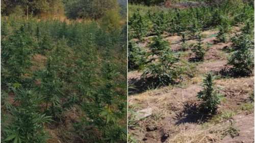 Λάρισα: Εντοπιστηκε φυτεία με 3.600 χασισόδεντρα αξίας 10 εκατ. ευρώ - Συνελήφθησαν τρία άτομα