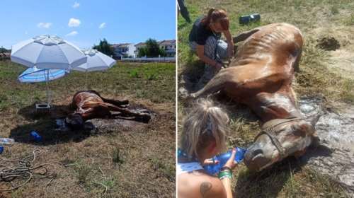 Απάνθρωπη κακοποίηση ζώου στην Κέρκυρα: Άφησαν άλογο δεμένο στον ήλιο και πέθανε [εικόνες - βίντεο]