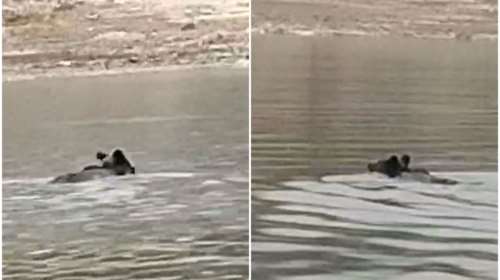 Κοζάνη: Αρκούδα διασχίζει κολυμπώντας τη λίμνη Πολυφύτου [βίντεο]