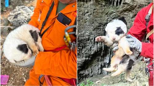 Πήλιο: Πέταξαν κουτάβια σε χαράδρα - Σώθηκε μόνο το ένα που έπεσε πάνω σε σακούλες σκουπιδιών [εικόνες]