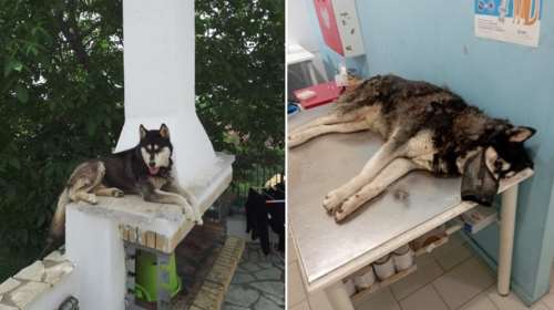 Ποιοι κακοποίησαν το χάσκι στην Αράχωβα: Υποπτα δύο άτομα από τηλε-ριάλιτι - Φοβάται να καταθέσει ο αυτόπτης μάρτυρας