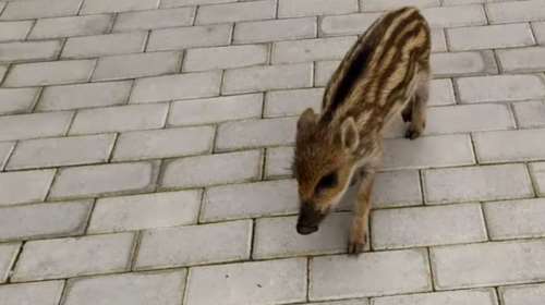 Μαντώ το αγριογουρουνάκι: Αυτή είναι η μασκότ στην πλατεία Σπερχειάδας [Βίντεο]