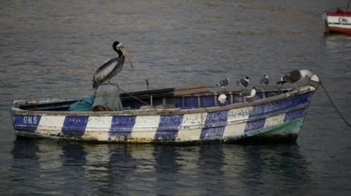 Γρίπη των πτηνών: Σχεδόν 14.000 θαλασσοπούλια νεκρά στο Περού