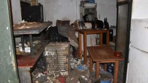 Δονούσα: Πρόστιμο πάνω από 1,7 εκατ. ευρώ σε 63χρονο για βασανισμό ζώων - Είχε φυλακίσει 58 γάτες [βίντεο]