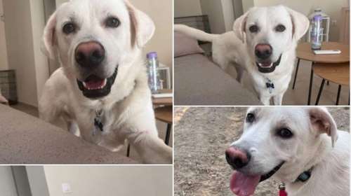 Ο Αρης, ο μοναδικός σκύλος που ψάχνει σπίτι με όρο... συνδρομή στο Disney+....