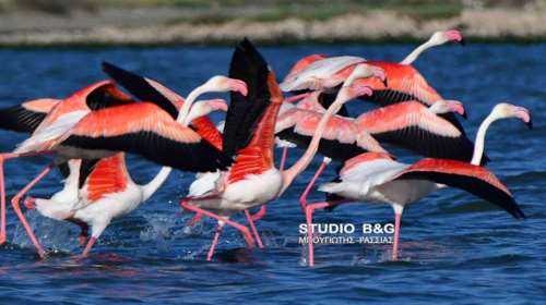 Εκπληκτικές εικόνες από 30 εξωτικά φλαμίνγκο που προσγειώθηκαν στο Ναύπλιο [εικόνες]