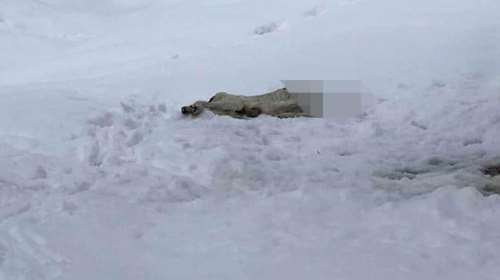 Παρέμβαση εισαγγελέα για τον αποκεφαλισμένο σκύλο στα Κάτω Λεχώνια Πηλίου