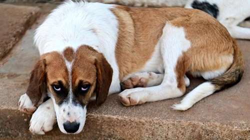 Λέων, ο αψεγάδιαστος: Ενας άγγελος που σκυλοφέρνει, άριστος κολυμβητής με υποδειγματική συμπεριφορά