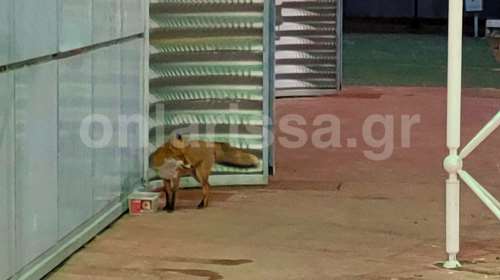 Λάρισα: Αλεπού βγήκε βόλτα σε… σούπερ μάρκετ [εικόνες]