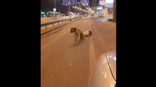 Κρήτη: Σκύλος θρηνεί για τον φίλο του στη μέση του δρόμου και δεν τον εγκαταλείπει - Συγκινητικό βίντεο