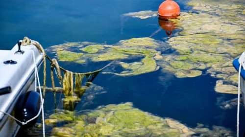Πνίγεται στην &quot;πράσινη παλίρροια&quot; το λιμάνι της Πρέβεζας - Πώς εξηγείται το φαινόμενο [εικόνες]