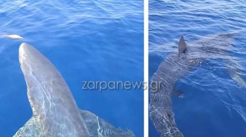 Καρχαρίες στις ελληνικές θάλασσες: Υπάρχουν περίπου 36 είδη - Τι πρέπει να προσέξουμε [βίντεο]