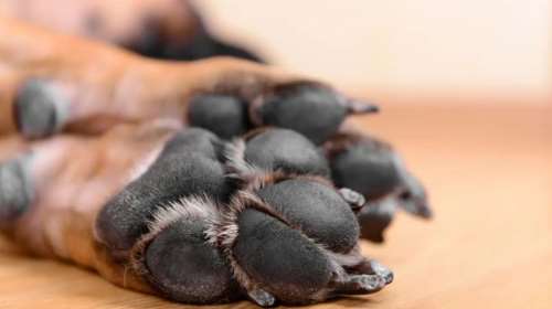 Κτηνωδία στη Θεσσαλονίκη: 44χρονος σκότωσε σκύλο με καραμπίνα - Ενοχλούσε τα ζώα φίλου του