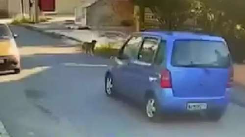 Ταυτοποιήθηκε η οδηγός που παρέσυρε σκύλο και τον εγκατέλειψε - Σοκαριστικό βίντεο