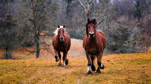 Αλογα ποδοπάτησαν δύο νεαρούς στη Ναυπακτία - Διασωληνωμένος ένας 17χρονος