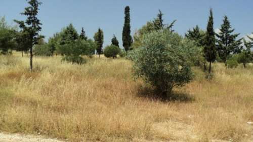 Ακαθάριστα οικόπεδα: Τι πρέπει να γνωρίζουν οι ιδιοκτήτες τους σε δάση και πόλεις - Πότε οι δήμοι μπορούν να παρέμβουν