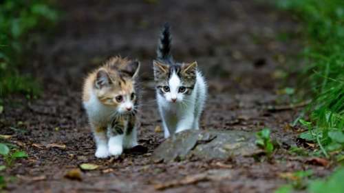 Μυτιλήνη: Έλουσε με οινόπνευμα γατάκι, το έβαλε σε σακούλα και το πέταξε στα σκουπίδια