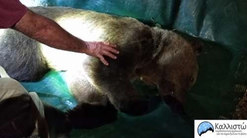 Αρσενική αρκούδα έκοβε... βόλτες σε κατοικημένη περιοχή στην Καστοριά - Εφτασε κολυμπώντας από τη λίμνη [Εικόνες]